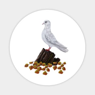 White pigeon in the autumn Magnet